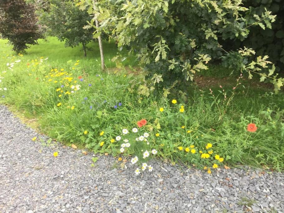 An Bothán-Cosy Cottage in the Cooley Mountains Dundalk Exterior foto