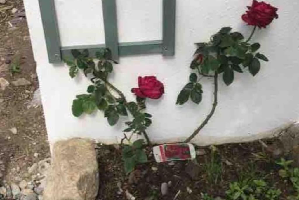An Bothán-Cosy Cottage in the Cooley Mountains Dundalk Exterior foto